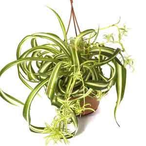 floating aquarium plants Floating Christmas Moss Ball main image 1