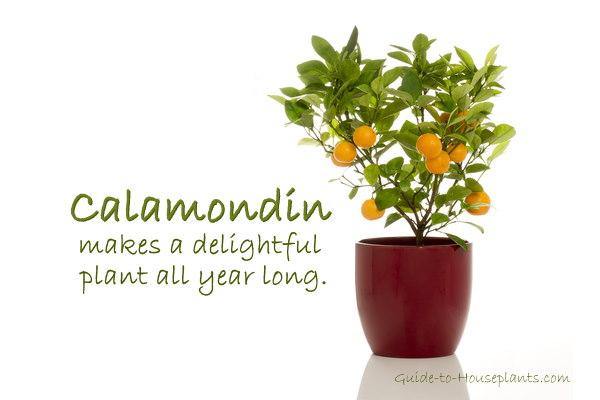 Calamondin Orange Tree (Indoors)  Plant Club