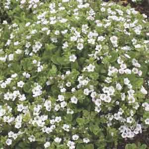 Alpine Baby's Breath (Gypsophila cerastoides) – Plant Club