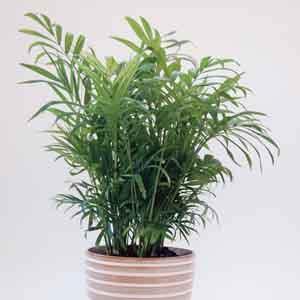 reverse variegated spider plant Spider Plant (Reverse Variegated)