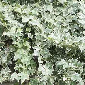 English Ivy 'Eva' (Hedera helix)  Plant Club