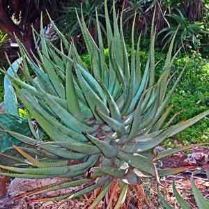 Aloe Shrub (Aloe vera)  Plant Club