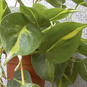 philodendron bipinnatifidum xanadu Xanadu Philodendron  SoCal Soul Plants & Gifts