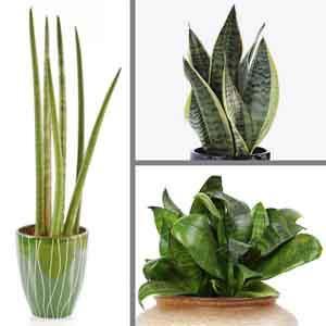 Mother-in-law's Tongue, Snake Plant Indoors (Sansevieria species)  Plant  Club