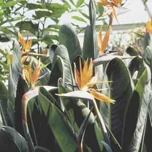 Bird of Paradise, Crane Flower (Strelitzia reginae)  Plant Club