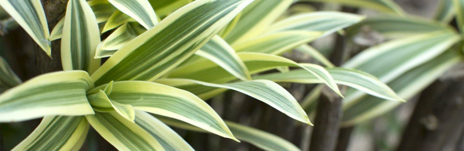 Dracaena 'Cintho'  Plant Club
