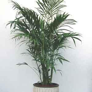 Cataractarum Palm, Cat Palm (Chamaedorea cataractarum)  Plant Club