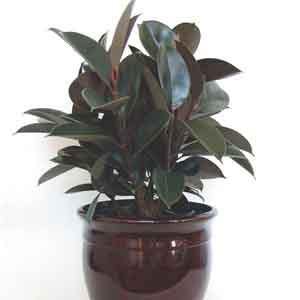 India Rubber Plant 'Burgundy' (Ficus elastica)  Plant Club