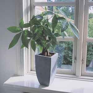 Money Plant, Money Tree, Fortune Tree, Guiana Chestnut (Pachira aquatica) - Plant Club | Geoponics