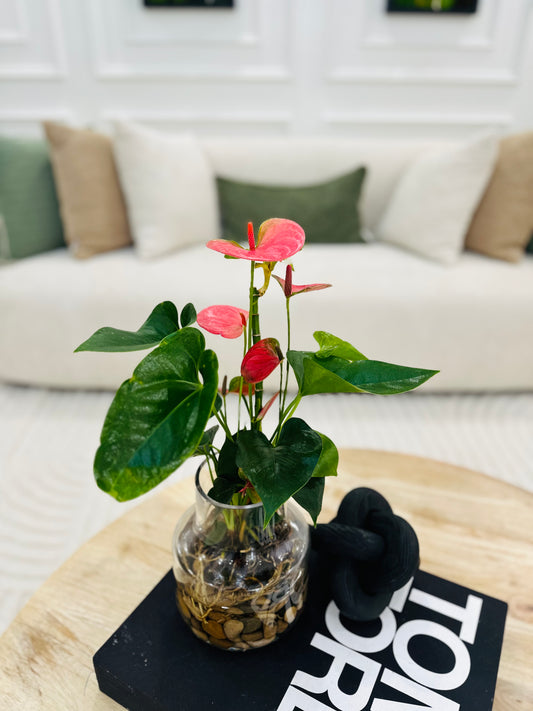 Secret Desire (Anthurium)