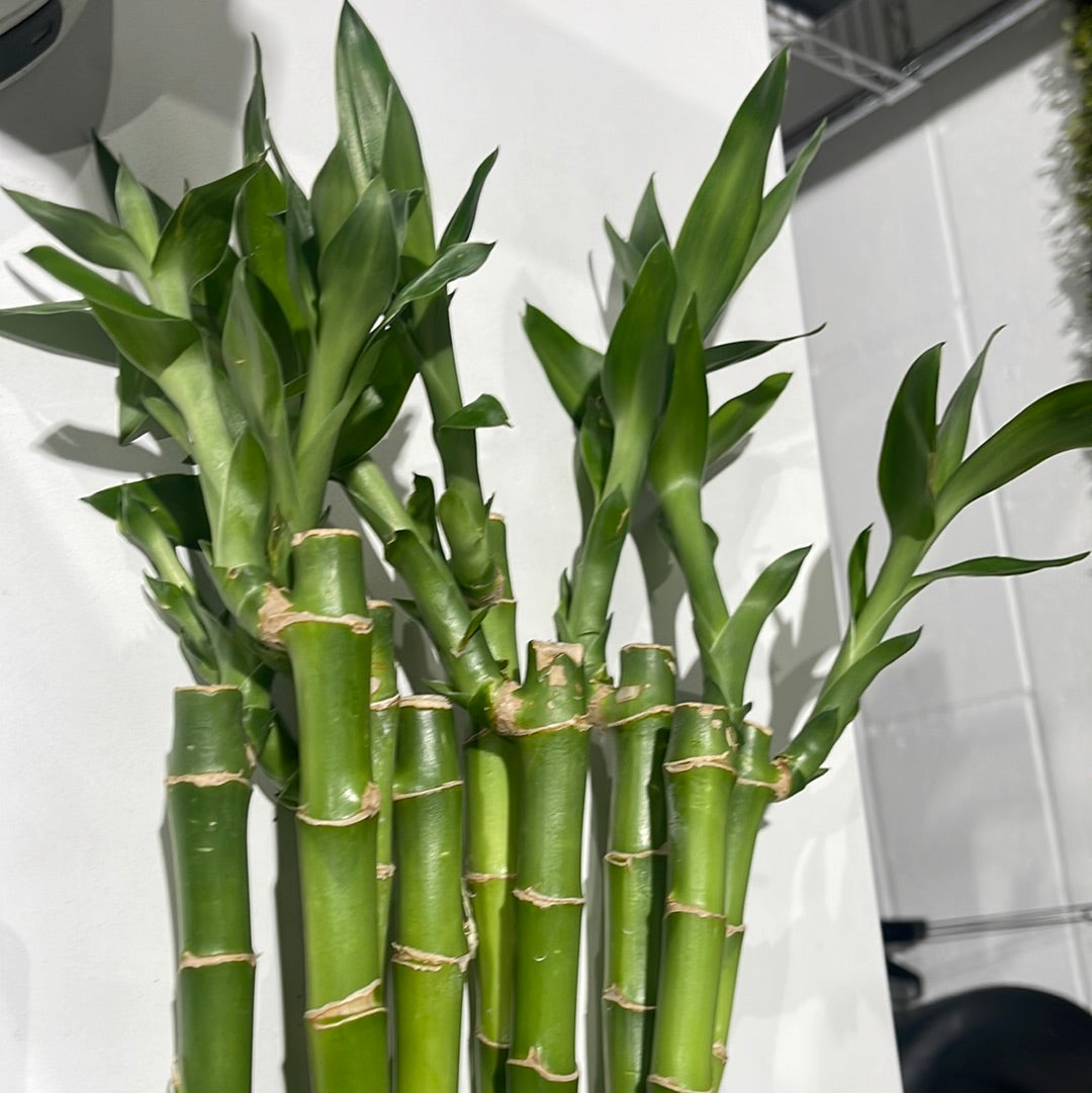 3 feet straight lucky bamboo small leaves ( bundle of three)vase not included