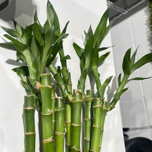 3 feet straight lucky bamboo small leaves ( bundle of three)vase not included