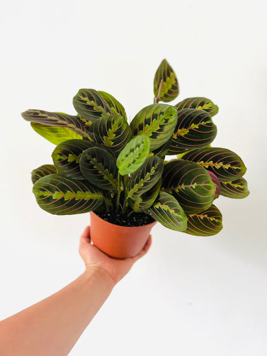 Prayer Plant (Red Leafs)