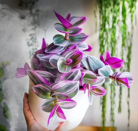 Tradescantia Nanouk in growing pot