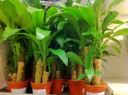 Dracaena corn all green