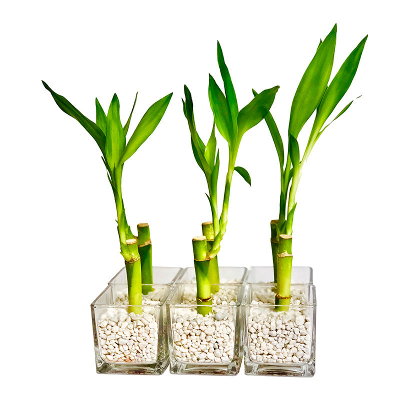 Event Favours