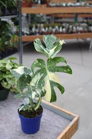 Thai constellation monstera