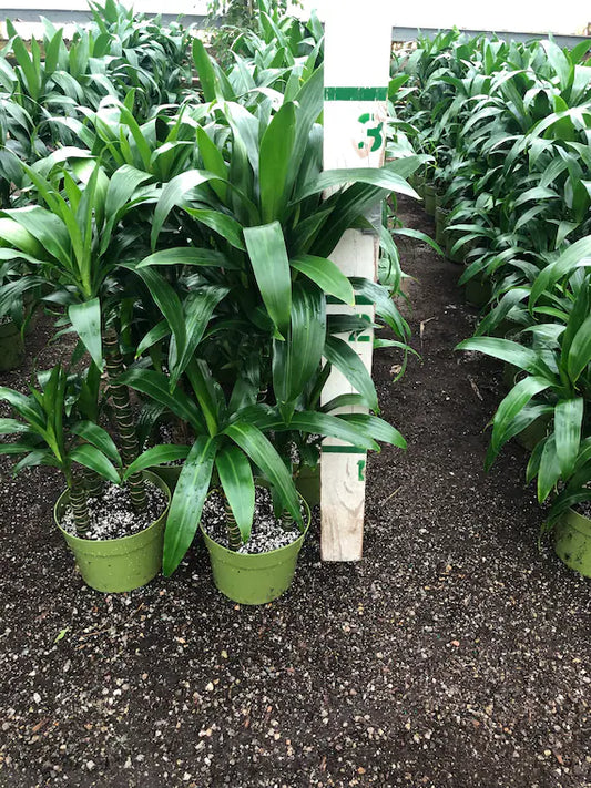 Dracaena corn all green