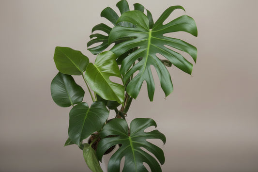 Thai Constellation Monstera – 6 Grower Container | Rare Variegated Monstera Deliciosa Plant