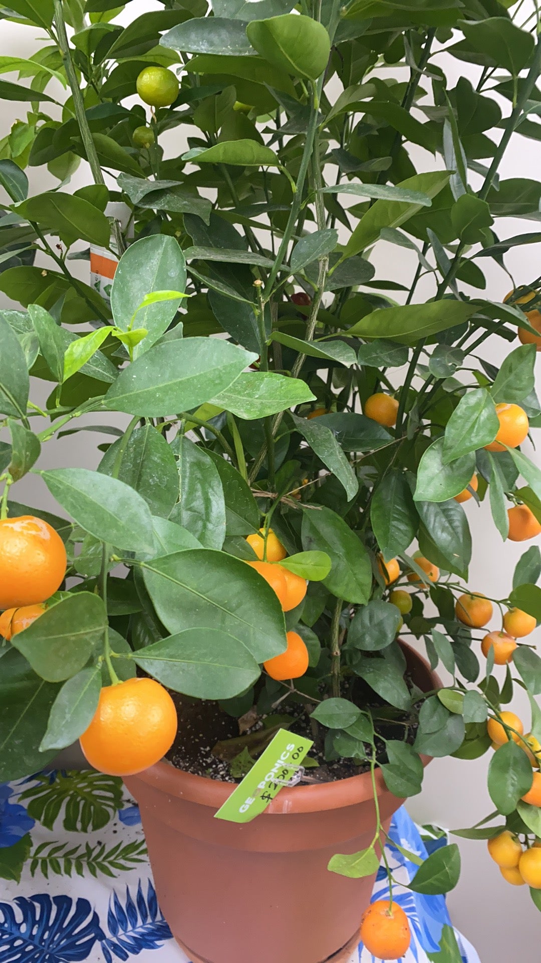Citrus Calamondin (Philipino Lime)