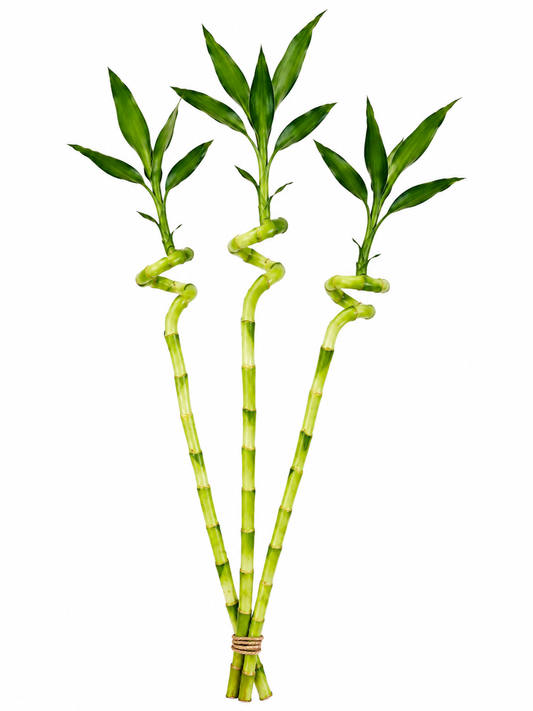 3 Feet Lucky Spiral Bamboo Plant Bundle of 3 Stems â Indoor Live Lucky Bamboo for Home & Office Decor