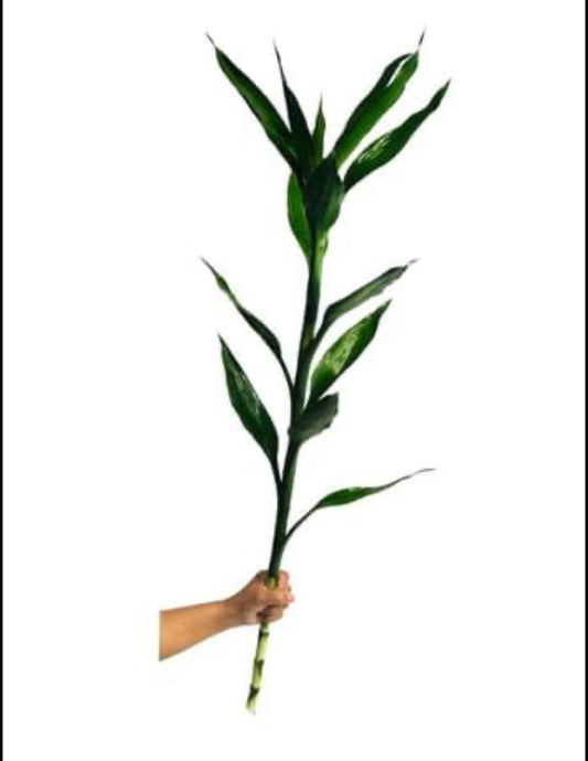 3 Feet Lucky Bamboo Plant with Big Leaves Bundle of 3 â Indoor Live Plant