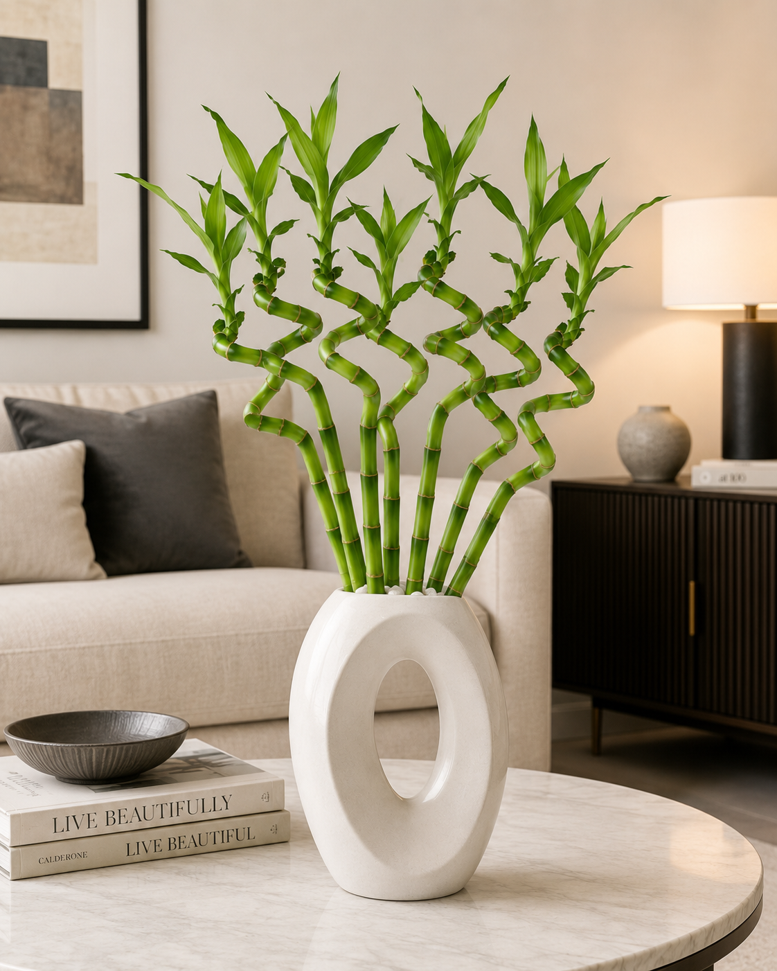 Feng Shui Spiral Lucky Bamboo Plants Bundle Of Three in 8", 12", 18" & 24" Sizes | Indoor Bamboo Décor