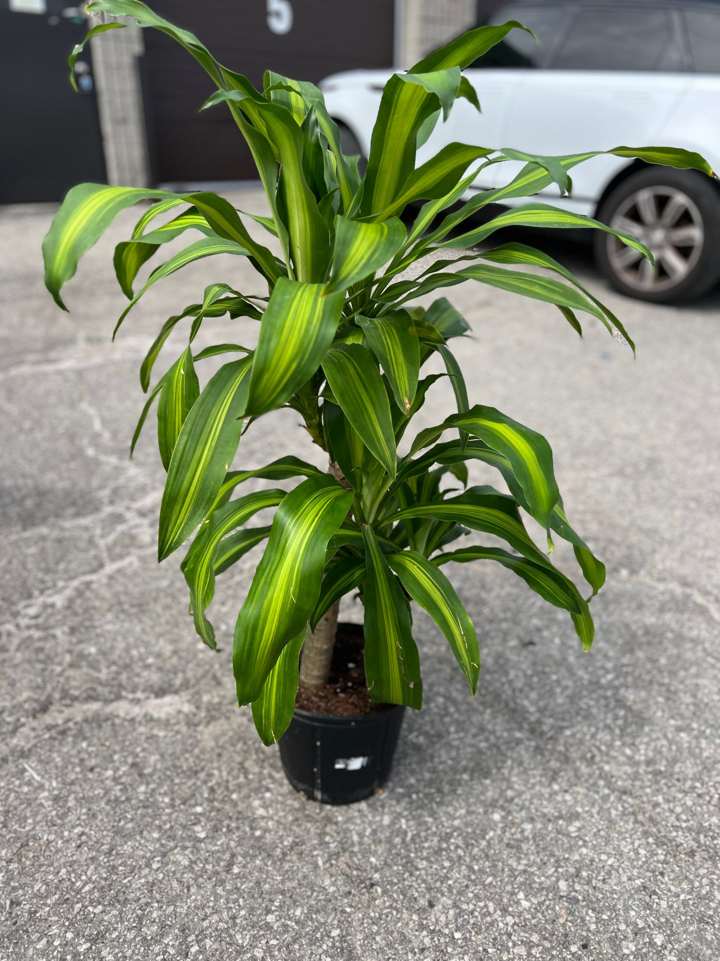 Dracaena corn plant with yellow stripes