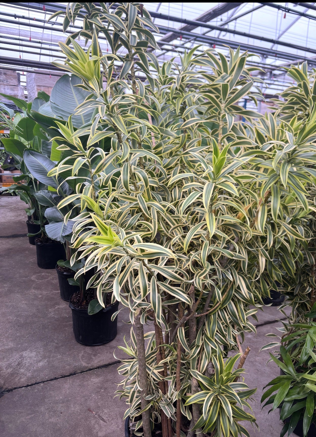 Dracaena 'Song of India'