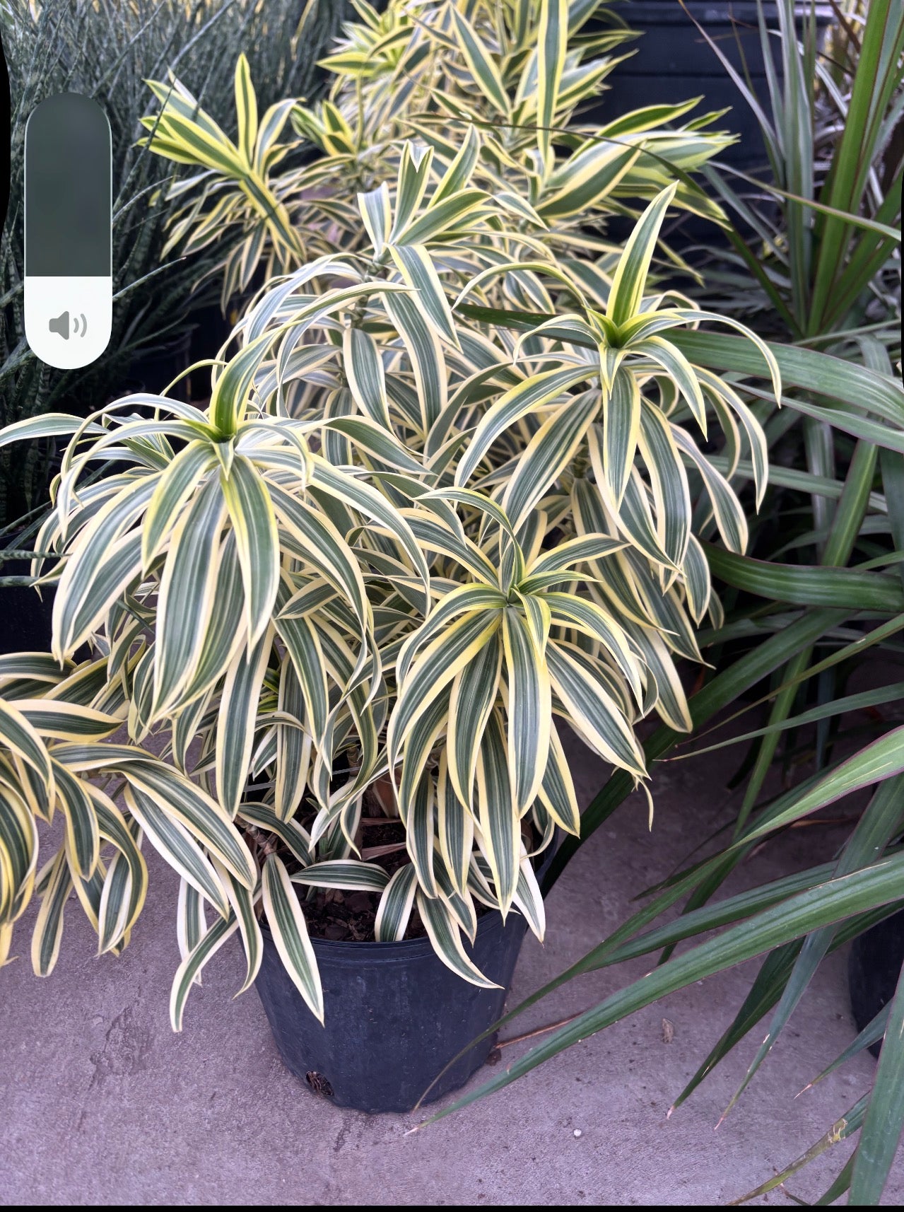 Dracaena 'Song of India'