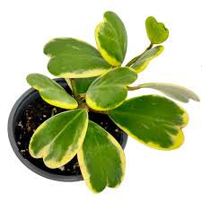 Hoya Kerrii Reverse Assorted – 6" Grower Container | Rare Variegated Heart Leaf Hoya Plant