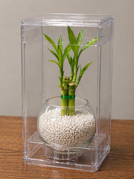 Lucky Bamboo Plant Favors in Glass Vase â Elegant Corporate & Event Gifts