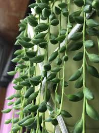 String of Tears Plant – 6" Grower Container | Rare Trailing Succulent Houseplant