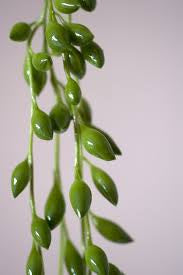 String of tears 6” growing pot