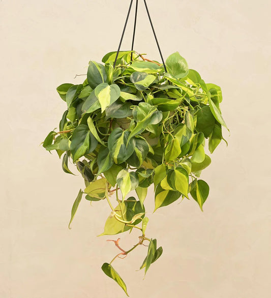 Philodendron Brasil