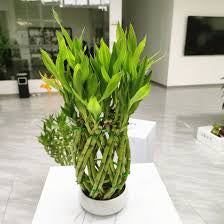 Pineapple shape Lucky bamboo