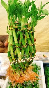 Pineapple shape Lucky bamboo