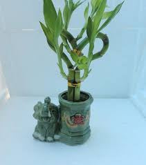 8” Heart Shaped Bamboo Stems (pot not included)