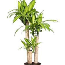 Dracaena corn plant with yellow stripes