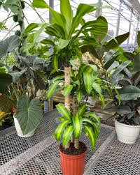 Dracaena corn plant with yellow stripes