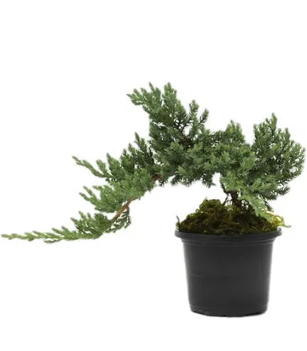Juniper Bonsai in 4” growing pot assorted