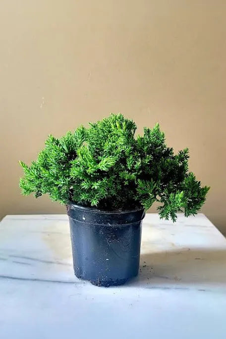 Juniper Bonsai in 4” growing pot assorted