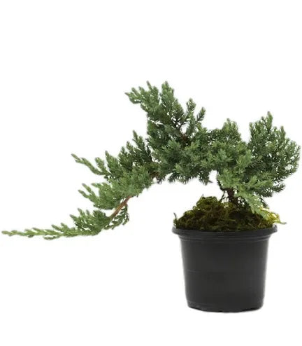 Juniper Bonsai in 4” growing pot assorted