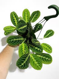 Prayer Plant Lime