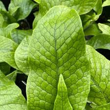 Crocodile fern in growing pot
