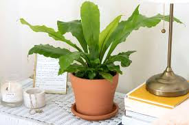 Birds Nest Fern in growing pot
