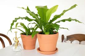 Birds Nest Fern in growing pot