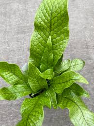 Crocodile fern in growing pot
