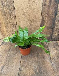 Crocodile fern in growing pot