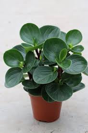 Large Green Leaf Peperomia